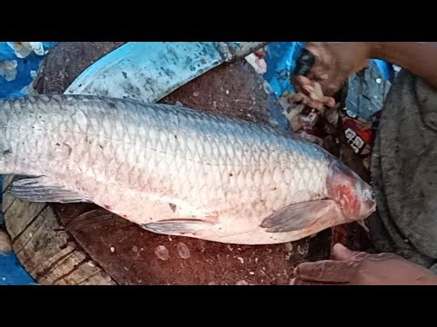 🔴 Amazing & Unique Big Fish Cutting 🦈 | বড় মাছ কাটার কৌশল🔥#fishcutting