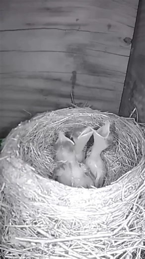 Hungry Newborn Robin Chicks Calling for Mom..