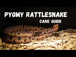Pygmy Rattlesnake: How To Care & Setup Guide