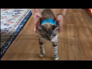 Cat instantly falls over while wearing harness