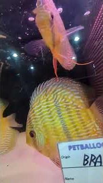ワイルドディスカス カヌマ スーパーロイヤル ペットバルーン (Pet Balloon) | アクアリウム 熱帯魚