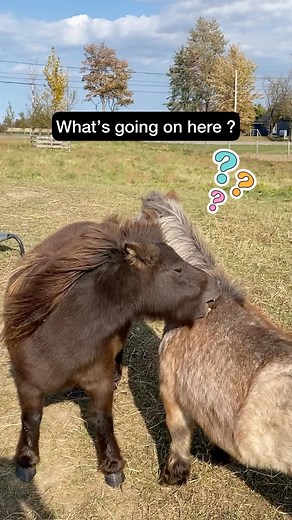 4.3K views · 58 reactions | #FunfactFriday : Mutual Grooming After...