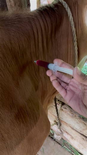 Vitamin B12 Injection in Simental Cows #shots