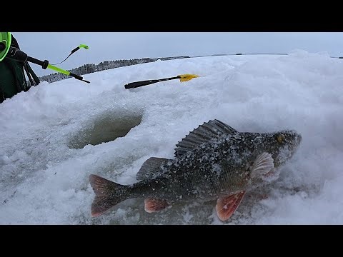 AHVENEN PILKINTÄÄ OULUJÄRVELLÄ - TÄMÄ VÄRI JA MORRI PELASTIVAT NIHKEÄN PILKKIPÄIVÄN!