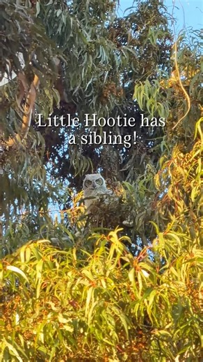 Meet the Hootie Family 🦉