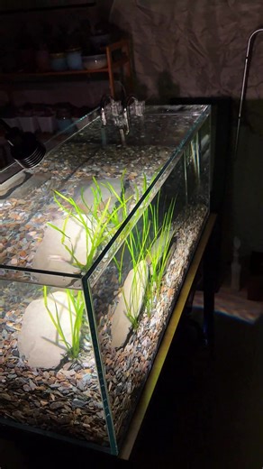 Essential Guide to Aquarium Filtration Systems