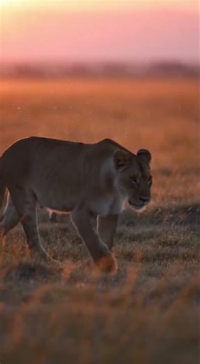 Sunrise Walk Lioness and Her Cub | Lioness Walking Cub
