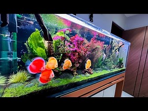 5000L Planted Discus Aquarium - Best Discus Fish Tank at Home