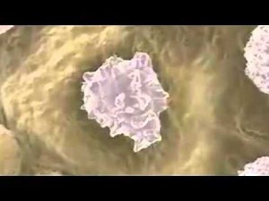 Stem Cells - A Level Biology