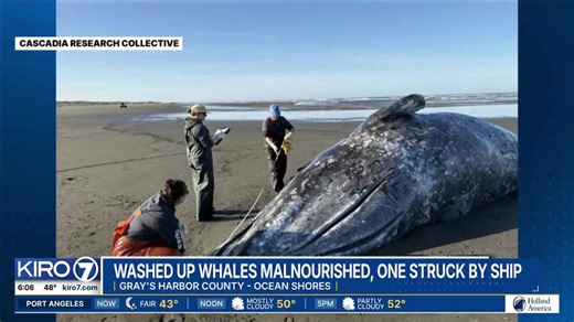 Video: Washed up whales malnourished, one struck by ship