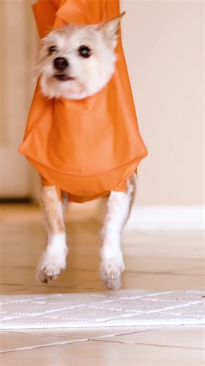 Tips and Tricks for Clipping Dog Nails Easily