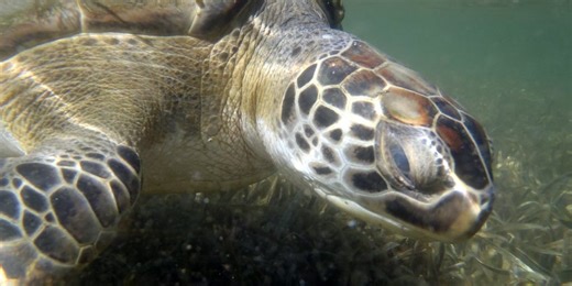 Dozens of sea turtles rescued from Florida beaches following historic winter blast