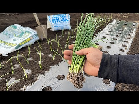 Reasons why planting onions in October can fail: Be careful about the planting time! [Soil prepar...