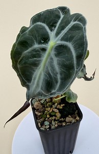Alocasia Venom Starter Plant (ALL STARTER PLANTS Require You to Buy Any 2 Plants From the Store) - Etsy