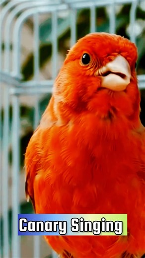 Best Canary Training | Canary Singing #galerikenariindonesia #birdsinging #canary #kenari3in1