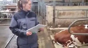 3.5K views · 33 reactions | Excellent Barn design in Norway( by our team vetvice / cowsignals) family herd. Double row sand beds, rubber on floor, stress free calving, max light and air. Do not built a new barn without our training and advice ;-) | CowSignals Training Company | Facebook