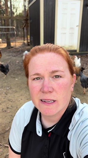 Essential Items for Your Backyard Chicken Coop