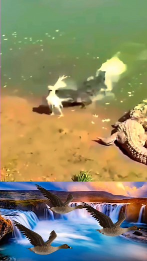 Crocodile attacks a Chicken #crocodile #chicken #hen #poorchicken #crocodiles #chickens #animalsoftiktok #wildanimals #animalworld #tiktokanimals #wildlife #wildlifephotography #animals #animal #wildnature #animalplanet #predator #prey