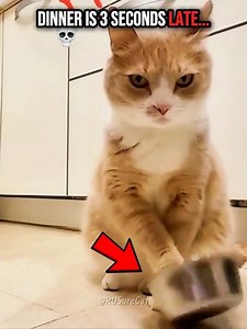 When the Food is Late, the Drama Begins 💀 #cats #trollface #edits