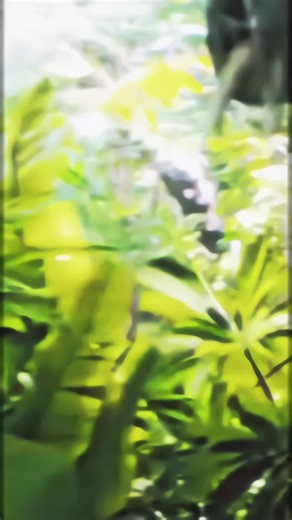 The Alpha Editzz (@the.alphaeditzz254)’s videos with original sound - The Alpha Editzz