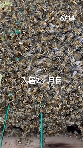 日本ミツバチの巣の成長記録♪入居二ヶ月後の6月の様子♪ #ニホンミツバチ #bee #ミツバチの巣