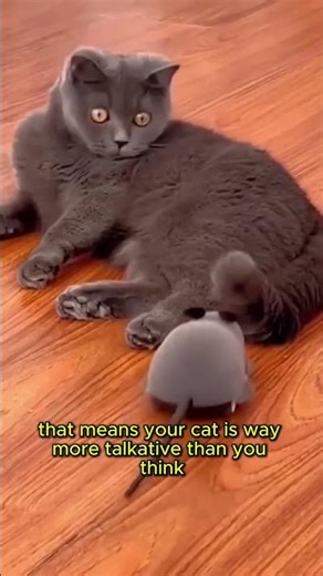 Cats Have Over 100 Sounds… Dogs Only Have 10 😱