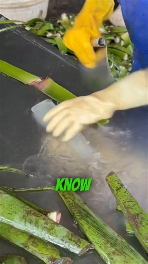 Never Eat Aloe Vera Straight From the Leaf! 🌿