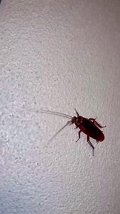 17 reactions | Cockroaches can live without their heads. Yes, really.  The good news? Catchmaster Glue Boards can stop them in their tracks. Head over to our website to take back your space! #Catchmaster #cockroaches #bugfreehome #pestcontrol | Catchmaster | Facebook