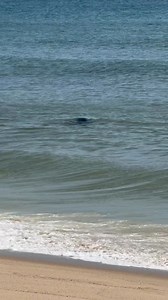 28K views · 801 reactions | Seals @ Marconi Beach - Wellfleet, Massachusetts - Cape Cod - Cape Cod, Massachusetts Video by: Mark TR Filteau #capecod | Cape Cod, Massachusetts | Facebook