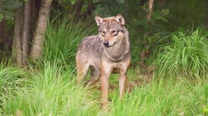 These Creatures Hold the Title of the Rarest Animals on Earth