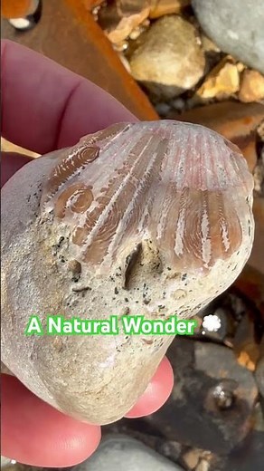 Spot The Fossil - A Natural Wonder⁉️#beachfinds#beach#shell
