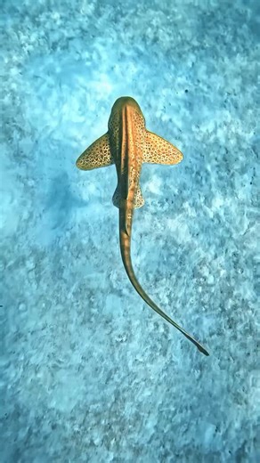 Diving with the leopard shark… or is it the zebra shark? 🦈✨ This shark starts life with bold zebra-like stripes, but as it grows, those stripes fade into leopard-like spots—hence the confusion! No matter what you call it, one thing’s for sure—it’s one of the most laid-back sharks in the ocean, often seen resting on the seafloor. Would you swim with one? 🤿🌊 Follow @deepbluecoast for more incredible freediving encounters! 🎥 @alexisgarciaphoto | Deepbluecoast