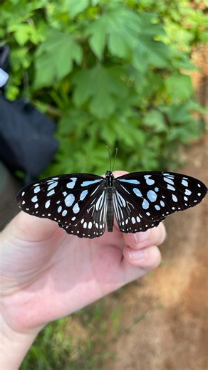 Insectopia on Instagram: "Not even enough storage tbh🤪 #butterfly #entomology #moth #lepidoptera #explorepage✨"