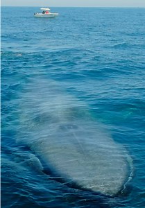 Biggest Blue Whale Sighting in Years!