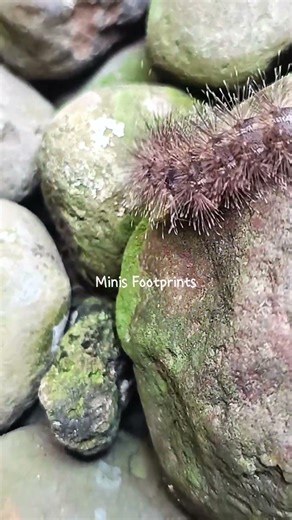 it's going really fast #shorts #minisfootprints