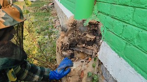 713K views · 12K reactions | What a Rescue! Honey Bee Swarm Saved...