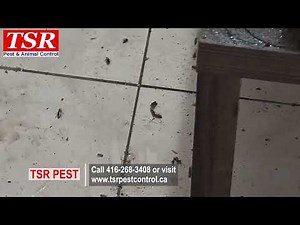 What to do when cockroaches get out of control - how to deal with an extreme cockroach infestation