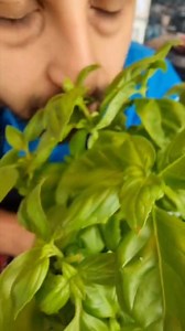 53K views · 1.4K reactions | LO SO CHE È ANCORA PRESTO PER FARE PIATTI ESTIVI MA VON I TEMPI CHE CORRONO..... VUOI ARREVOTARE?藍藍 PASTA E PATATE ESTIVA Ingredienti per 5/6 persone: *500 g pasta mista *350 g provola affumicata *250 g pomodorini misti *basilico abbastanza *2 gambi di sedano *300 g patate *60 g scaglie di grana oppure di parmigiano *olio evo, sale e pepe q.b. *1 bicchiere di latte o panna fresca | Luigi Scotti Chef in Famiglia | Facebook