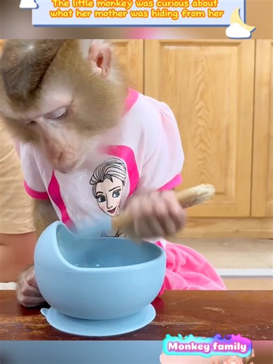 The little monkey was curious about what her mother was hiding from her #babymonkey #animals #animal #pets #monkey