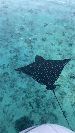 When the boat moves forward, life moves forward with it. Under sail, the Outremer 52 glides forward, carried by the wind. Without haste, but with determination. From moments of peaceful sailing to encounters with dolphins and rays, everything unfolds naturally, in harmony with the sea. It's a way of moving forward: through the water, through time, and through anchorages #Outremer #Outremer52 #lifeafloat #sailinglife #undersail #oceanencounters | Outremer Catamarans