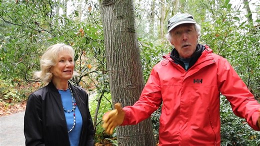 Plant of the Week 11.27.26: Acer capillipes (snakebark maple) (Ciscoe); Camellia sasanqua 'Setsugekka' (Nita-Jo). Buy Garden d’Lights tickets at https://bellevuebotanical.org/garden-dlights/ | Bellevue Botanical Garden Society