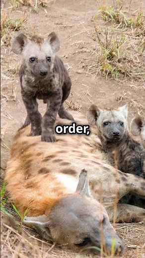 Hyena Hierarchy: Female Power in the Wild!
