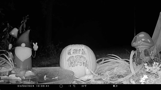 COuld be a #FOX off in the background- hard to see- but that tail.. | My Wild Life | Facebook