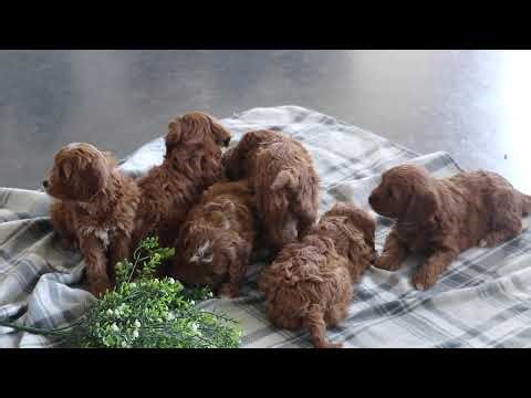 Cavapoo Puppies for Sale
