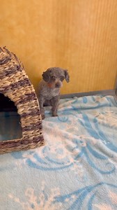 25K views · 1.5K reactions | Walter, our little Mini Poodle, arrived...