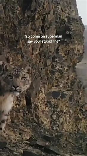 Snowleopard Mongolia on Instagram: "Snow leopards can't roar but they CAN yowl ❄️ Snow leopards make sounds similar to those made by other large cats, including a purr, mew, hiss, growl, moan, and yowl. However, snow leopards cannot roar due to the physiology of their throat, and instead make a non-aggressive puffing sound called a ‘chuff’. Yowling snow leopard video credit of The Buffalo Zoo"