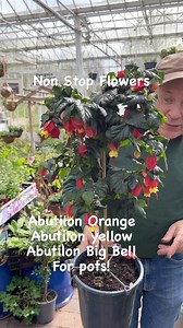 1.3K views · 21 reactions | Abutilon Orange Bell ,Abutilon Yellow...