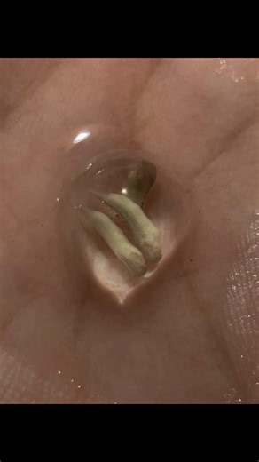 Adorable Triplets: The Cutest Axolotl Babies