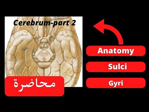 Anatomy of the cerebrum part 2