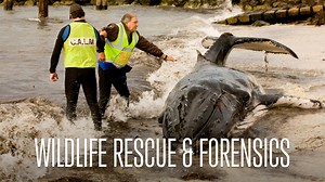 Wildlife Rescue and Forensics